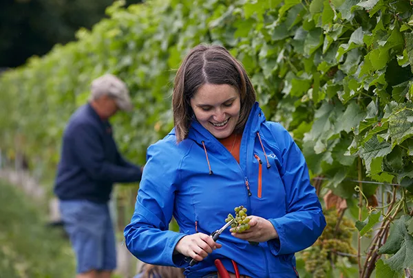 Made in Shropshire members, Rowton Vineyard, harvesting the grapes.