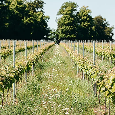 Vines at Rowton Vineyard