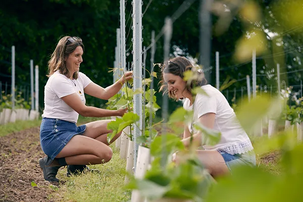 Made in Shropshire members, Melissa and Zoe, owners of Rowton Vineyard, harvesting the grapes.